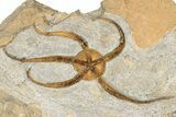 Ordovician Brittle Star (Ophiura) With Carpoid - Morocco #189656-2